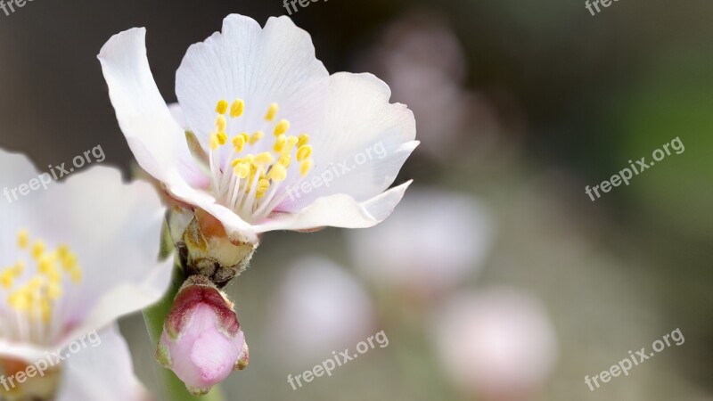 Almond Blossom Spring Free Photos Free Photos