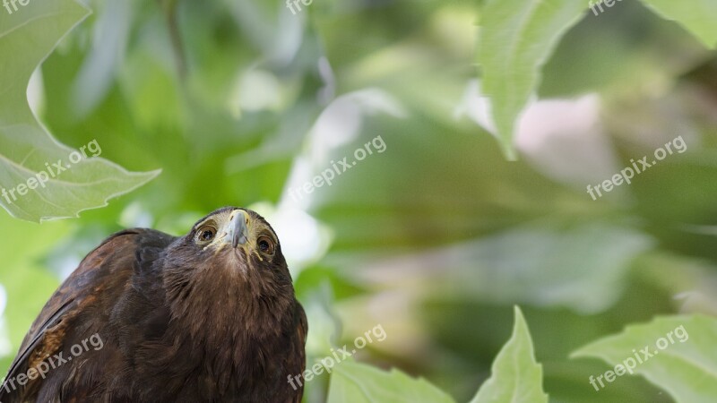 Bird Falcon Nature Beak Predator