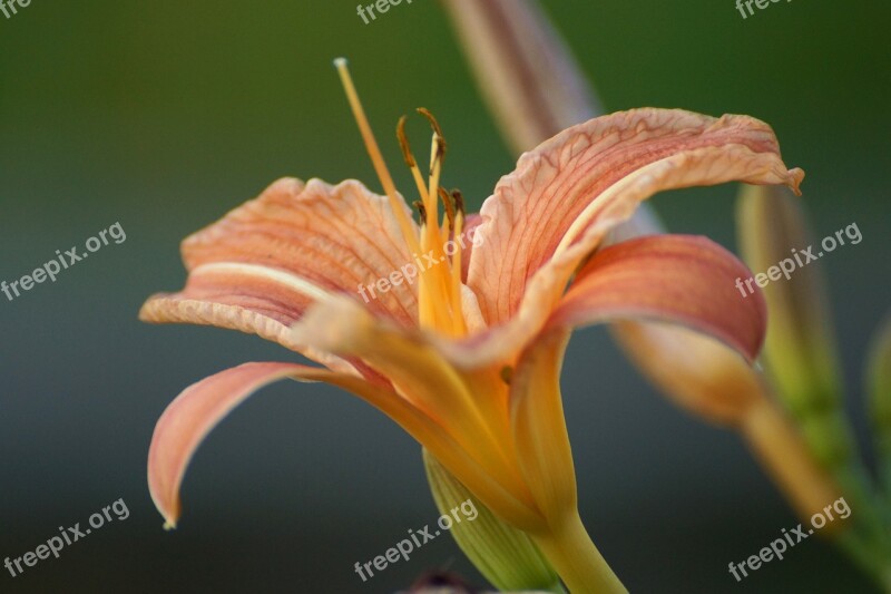 Lily Flower Blossom Bloom Garden