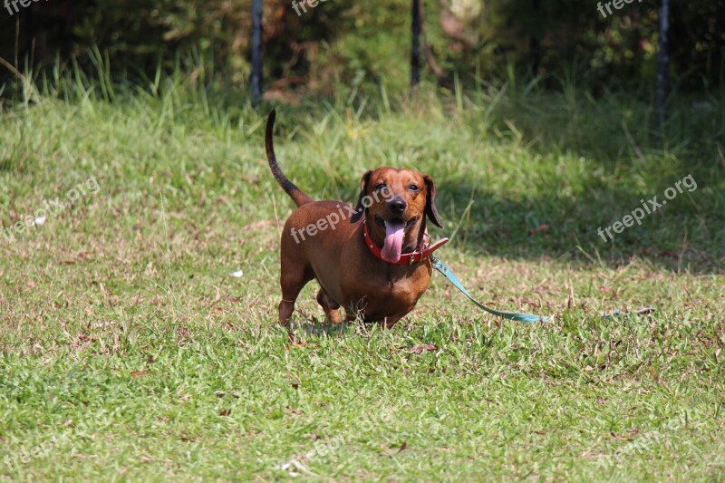 Saesoe Dachshund Dog Pet Animal