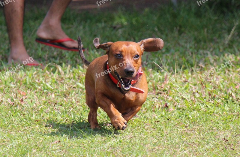 Saesoe Dachshund Pet Crazy Dog