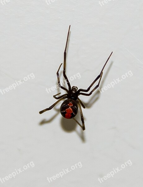 Red Backed Spider Spider Wild Venomous Danger