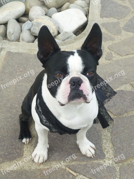 Dog Boston Terrier French Bulldog Funny Black White