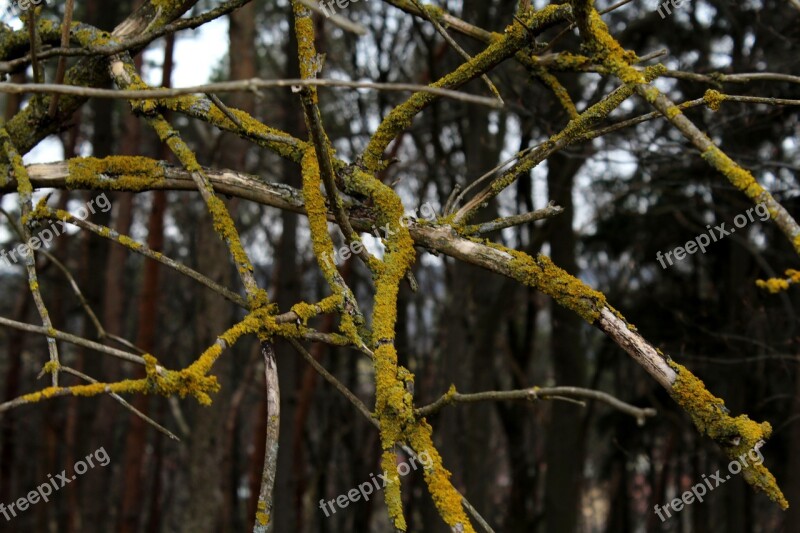 Branches Overgrown Aesthetic Tree Nature