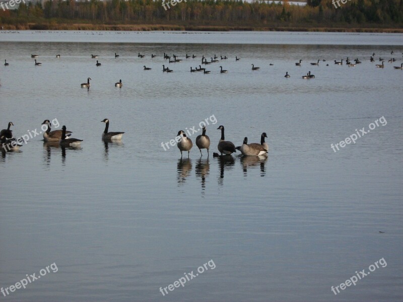 Geese Canada Goose Waterfowl Bird Wildlife