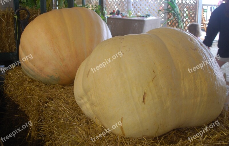 Pumpkins Giant Fair County Harvest