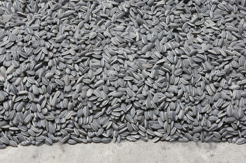 Sunflower Seeds Sunflower Food Nature Organic