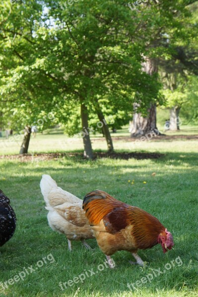 Chicken Hen Poultry Farm Bird