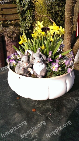 Flowerpot Daffodils Yellow Rabbit Easter