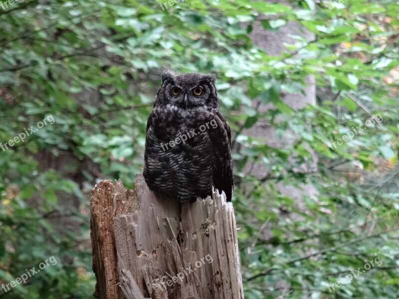 Owl Great Horned Forest Nature