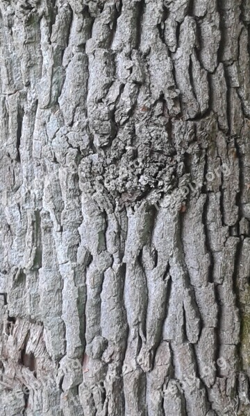 Bark Tree Log Nature Structure