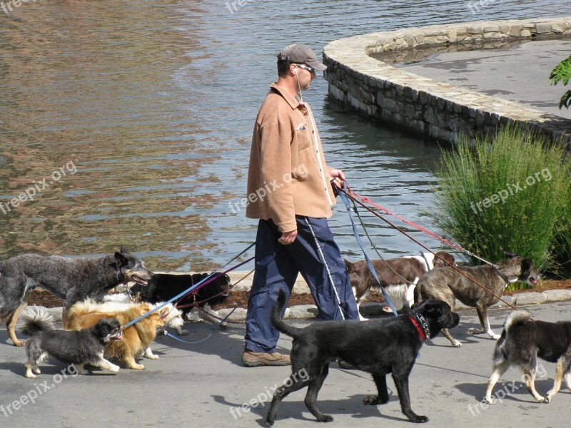 Dogs Pets Canine Dogwalker Dogwalking