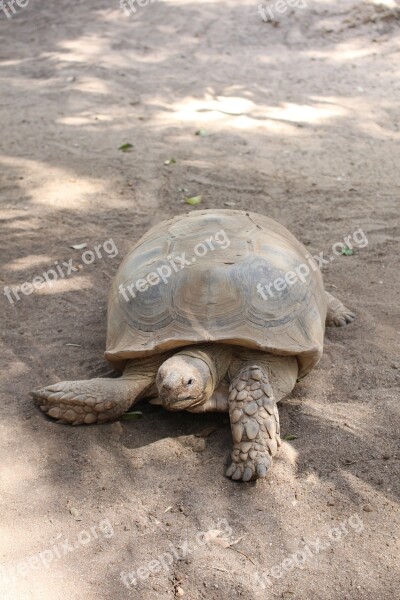 Turtle Tortoise Reptile Animal Reptilian