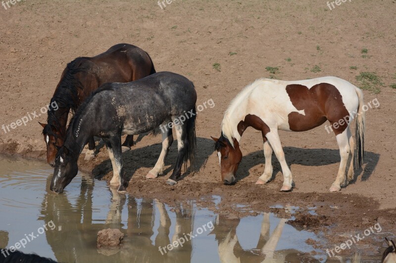 Horses Mustangs Wild Watering Hole Free Photos