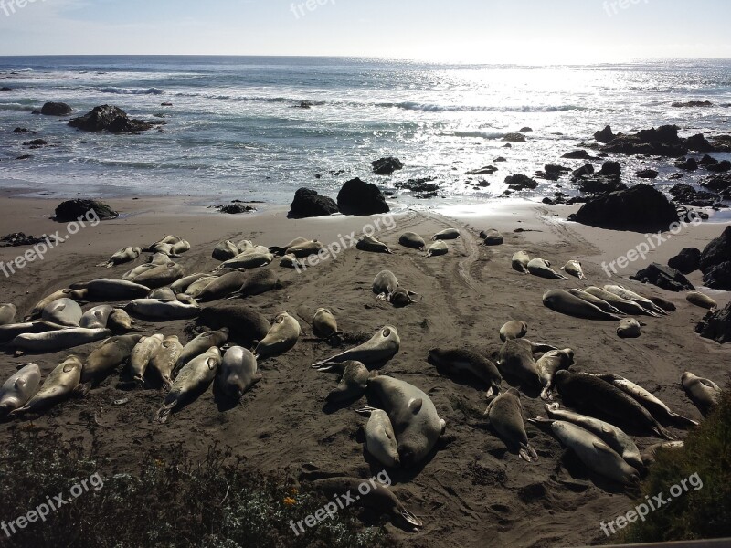 Elephant Seals Seals Wildlife Sea Animals