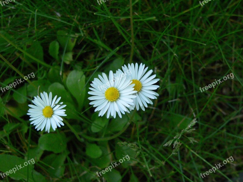 Daisy Grass Nature Blossom Bloom