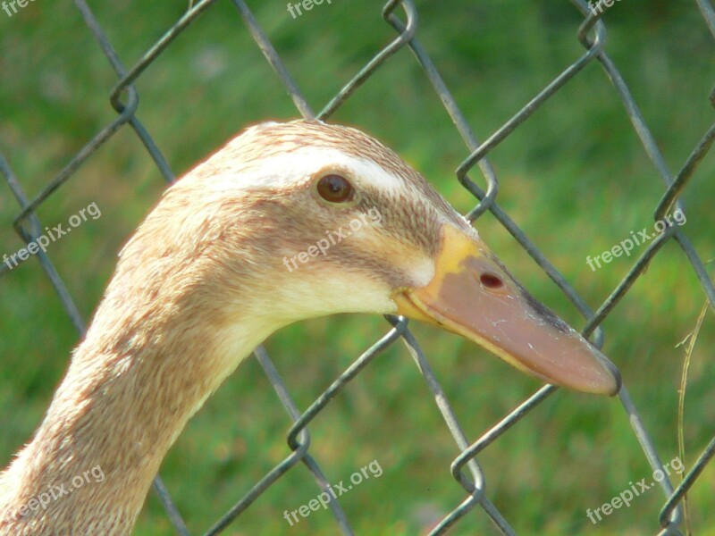 Duck Poultry Bird Animal Plumage