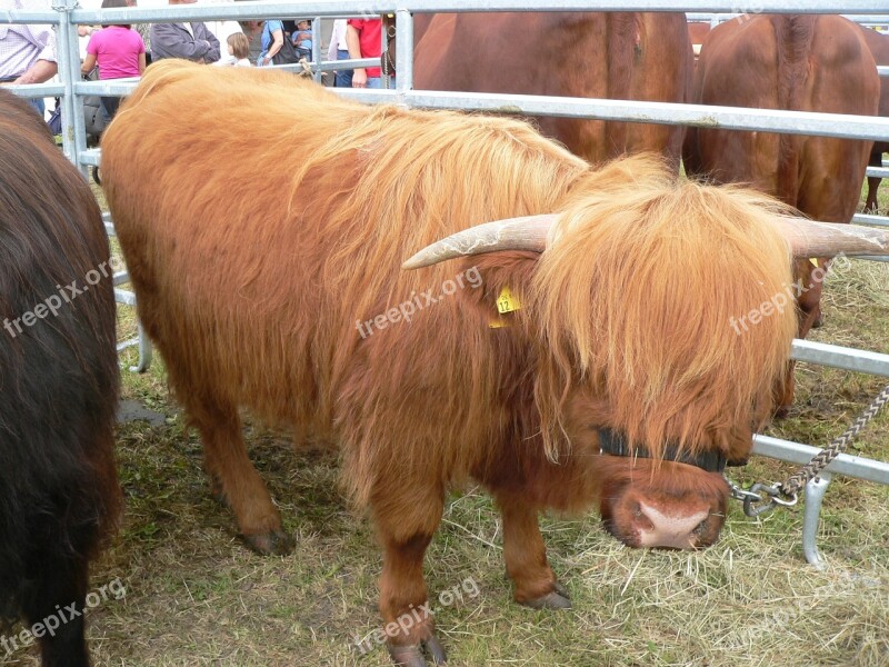 Beef Exhibition Animal Free Photos