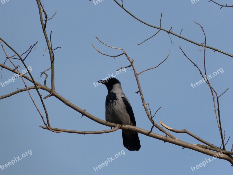 Crow Branch Tree Bird Kahl