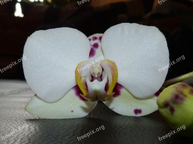 Orchid Blossom Bloom Closeup Close Up