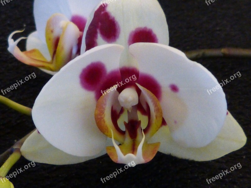 Orchid Blossom Bloom Closeup Close Up