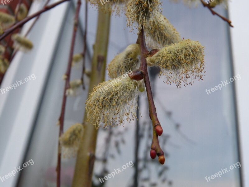 Willow Catkin Faded Pollen Macro Branch