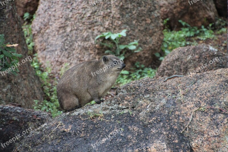 Rock Hyrax Animal Mammal Wild Nature