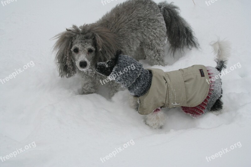 Dogs Snow The Poodle Cold Free Photos