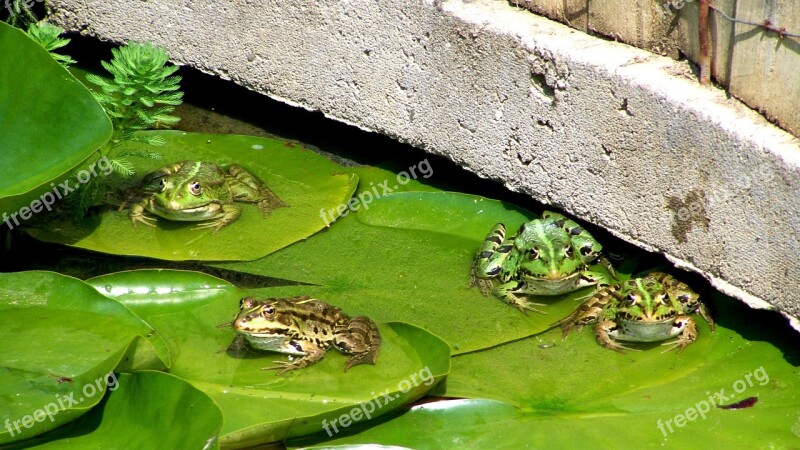 Frog Garden Pond Water Lily Leaves Nature Green