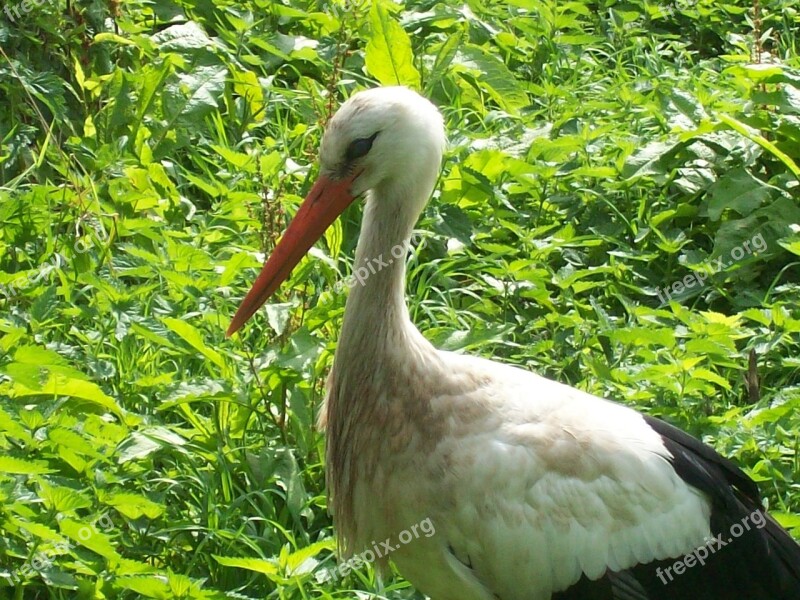 Birds Stork Bird Animals Free Photos