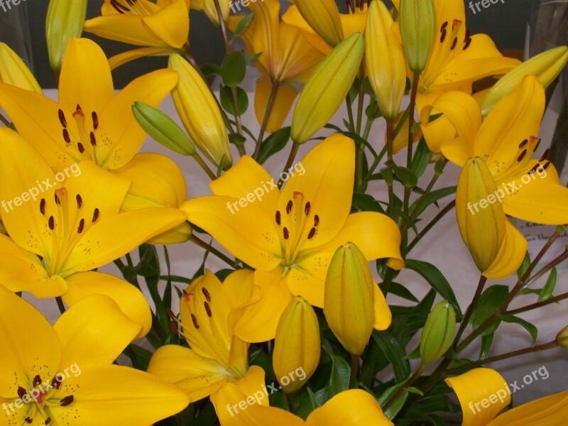 Flowers Lilies Yellow Flowering Stems Flora