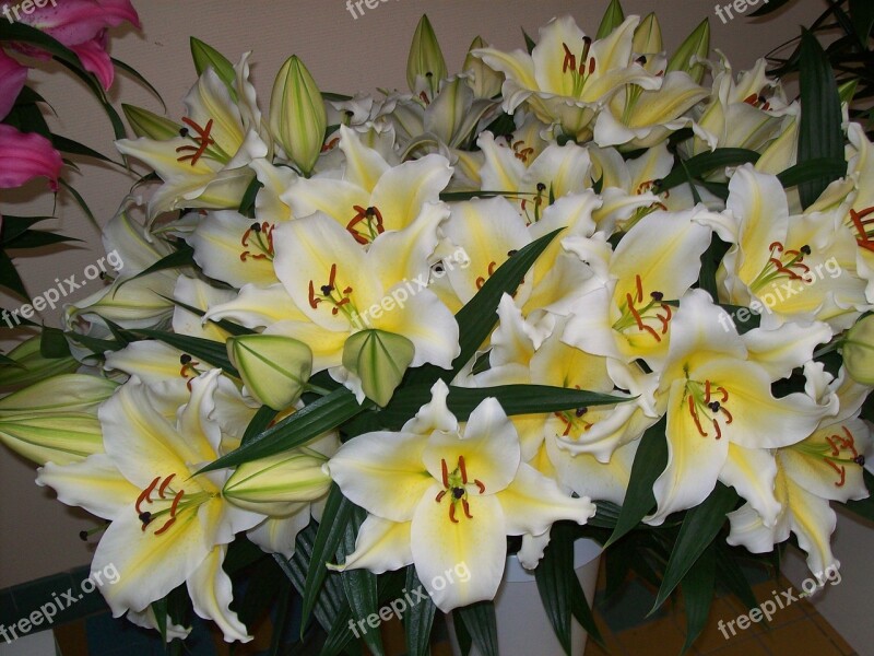 Flowers Lilies Flora Spring Yellow