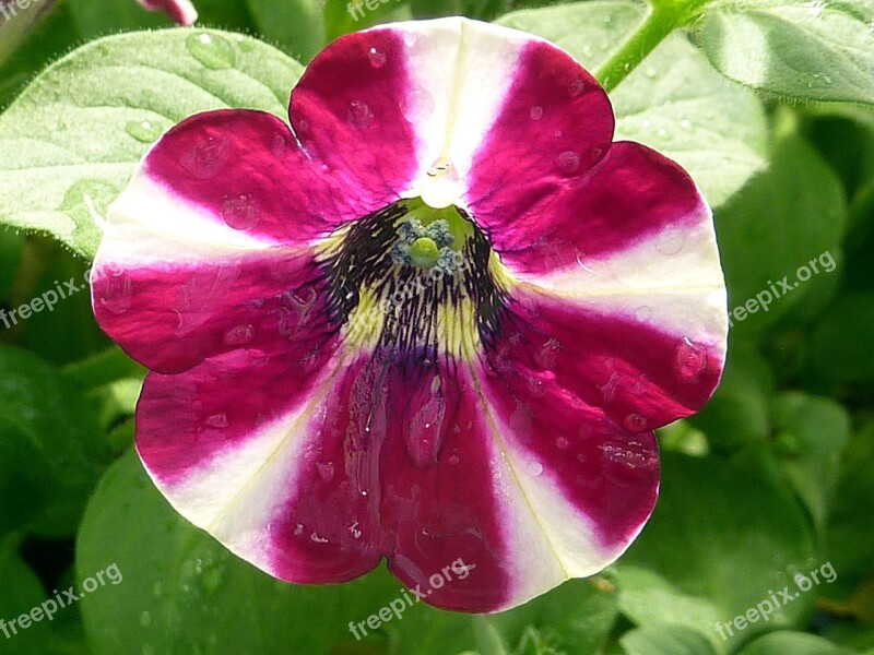 Nature Flower Violet White Petunia