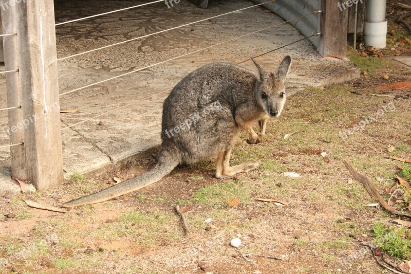 Wallaby Australia Nature Animals Animal