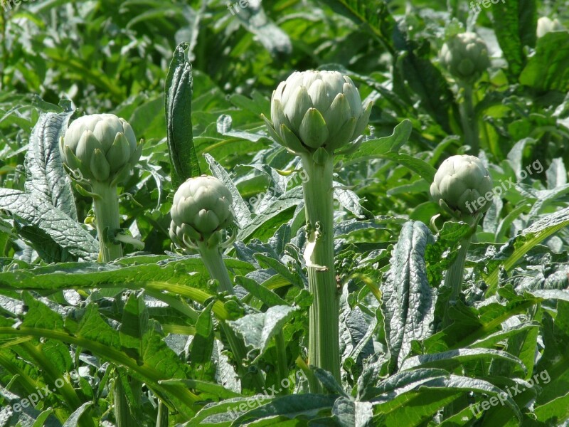 Artichokes Brittany Spring Free Photos