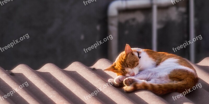 Cat Asleep Animals Free Photos