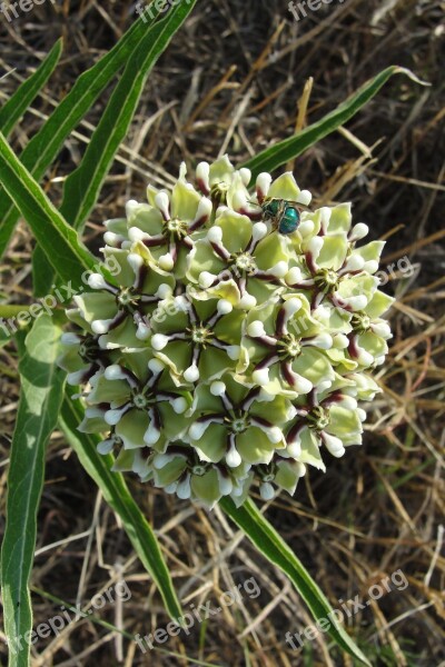 Flower Weed Beetle Nature Wild