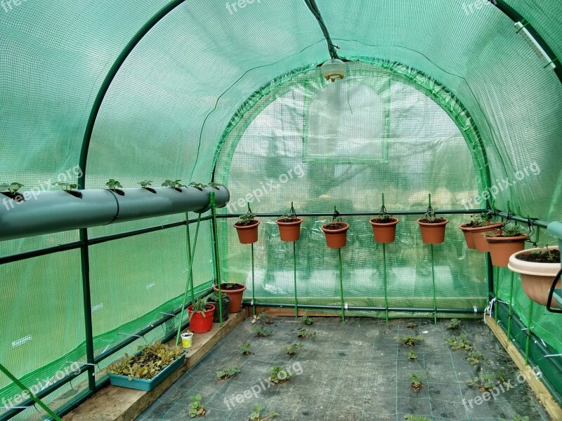 Greenhouse Strawberries Fruit Free Photos