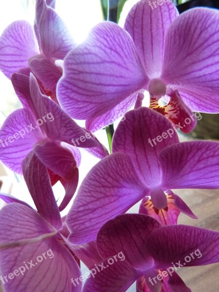 Orchid Purple Lilac Violet Plant