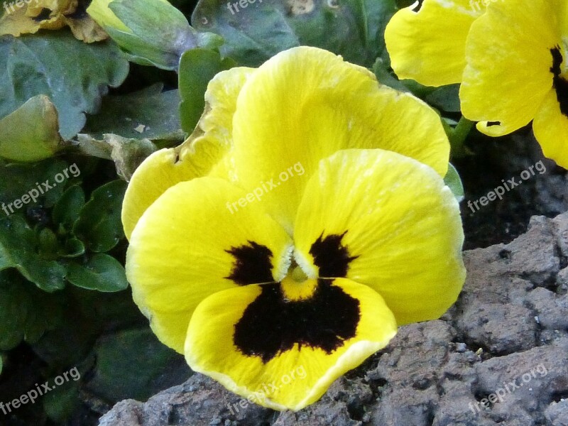 Pansy Yellow Blossom Bloom Flower