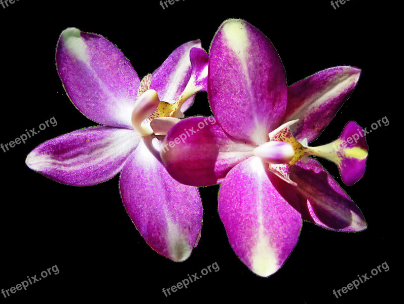 Pistil Petals Orchid Flowers Free Photos