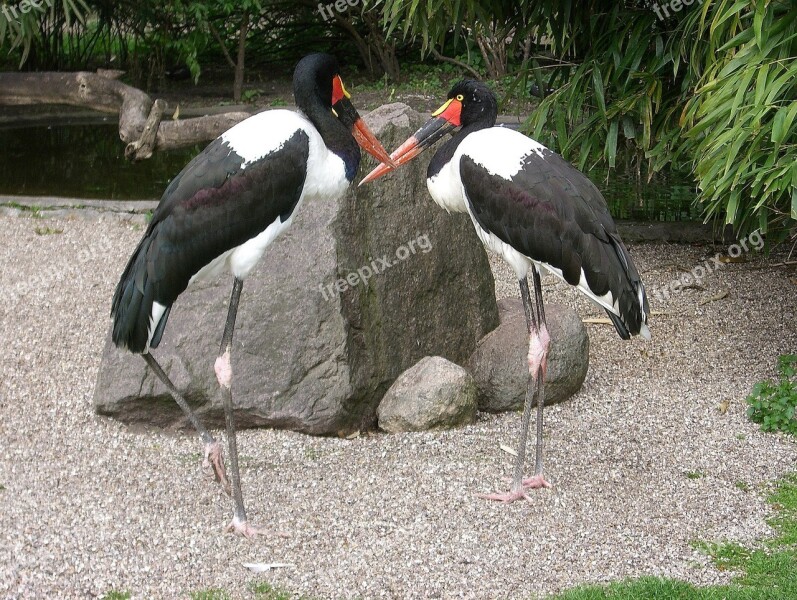 Stork Stork Type Saddle Stork Bird Storks