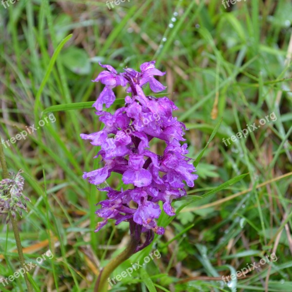 Orchid Austria Alpine Lime Blossom