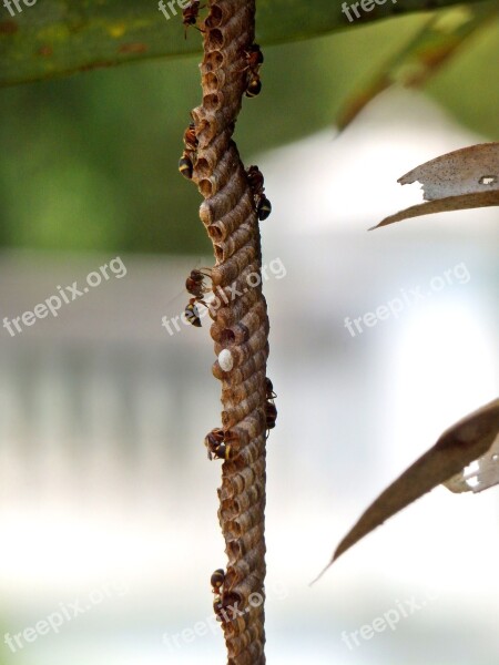 Hymenoptera Insect Bug Bee Dangerous