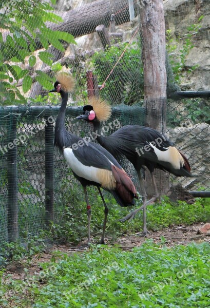 Black Crowned Crane Nature Zoo Animal Bird