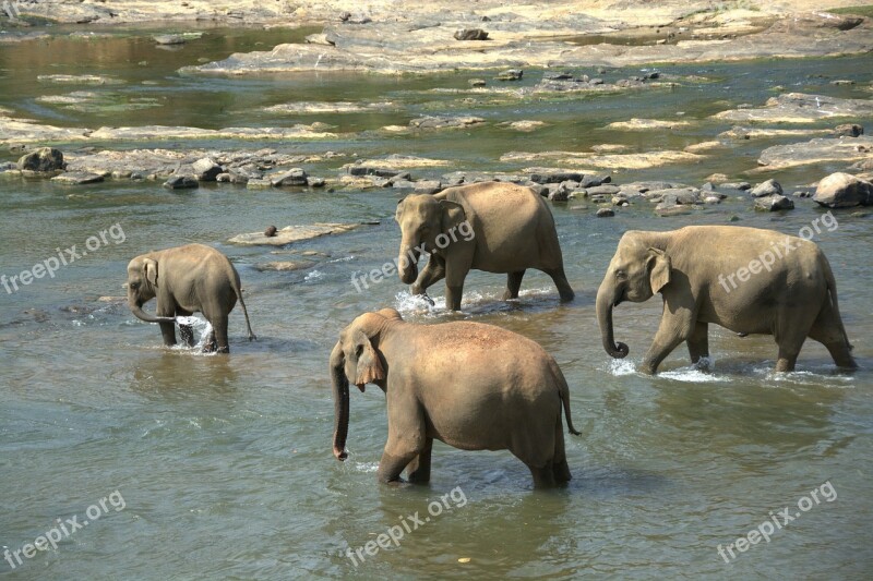 Elephants Herd Animals Color Free Photos