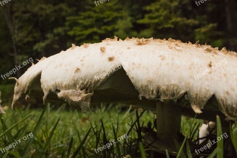 Mushroom Mycology Nature Fungus Autumn