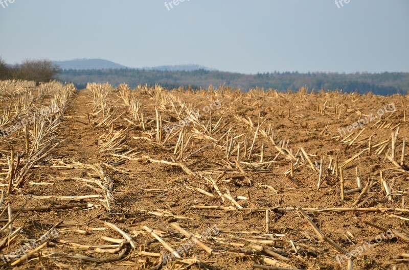 Stubble Glean Field Cornfield Harvested