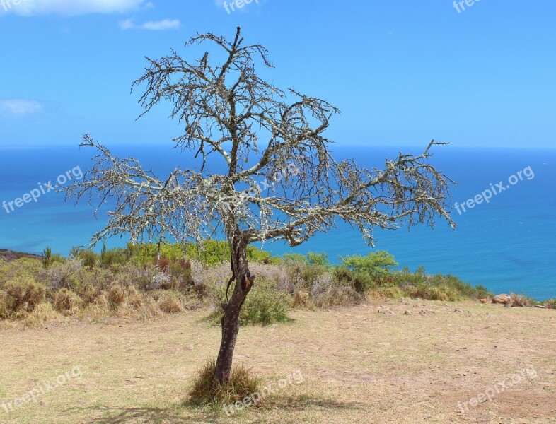 Tree Kahl Sky Aesthetic Coast