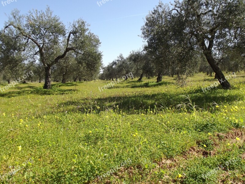 Olive Trees Olive Field Of Olive Trees Free Photos